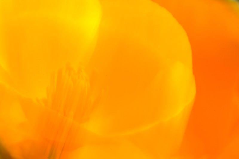 California Poppy